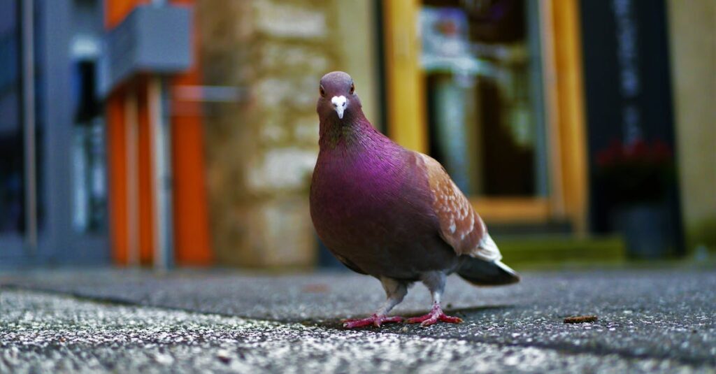 Vibrant close-up of a pigeon on a city street capturing its colorful feathers and natural urban habitat.