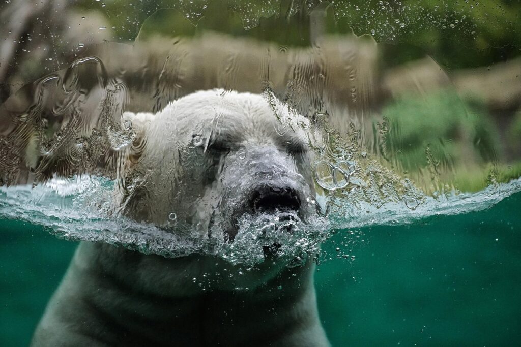 bear, polar bear, lake, ice, climate, climate change, melt, water, nature, perspective, swim